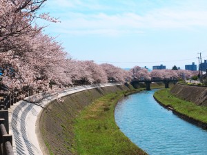 もうすぐ桜