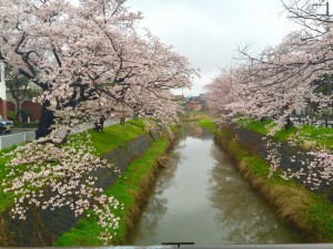 写真左側が　学園の玄関です