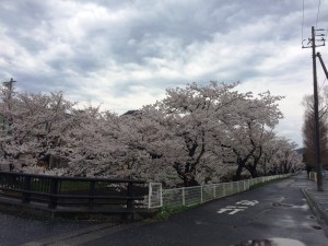 鳥取みどり園前　桜満開