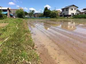 ６月１日　田植えも終わりました