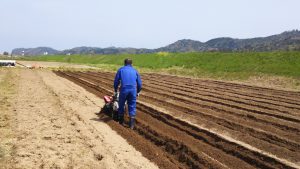 115㎝幅にビニールひもを目印に耕します。砂地のため足場が不安定です（約11列作成）