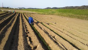 植え付け開始から　１０時間が経過。植え付けた苗を１本ずつ、垂直になるよう点検をします。