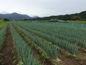 20160713 元気に育つ