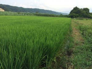 美しく成長した「きぬむすめ」