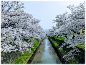 鳥取こども学園　桜